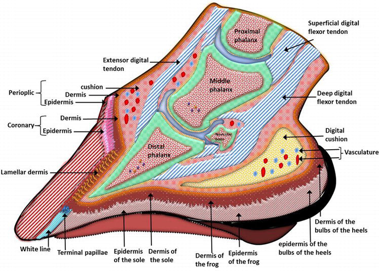 Nerve Blocks Of The Fore + Hindlimn & Lameness Diagnosis In Horses